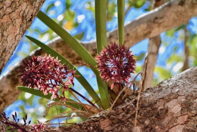 2020-08-21_Cymbidium canaliculatum