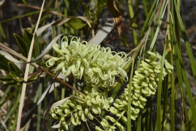 2020-08-21_Grevillea parallela3