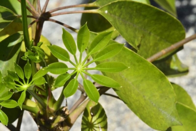 2020-08-21_Symmetry in nature - Young Umbrella Tree