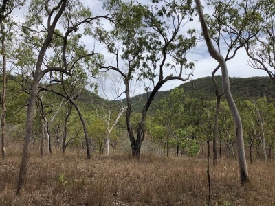 2020-12-26_drygrass-forest