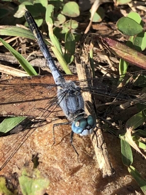 2021-05-07_blue-dragonfly_Image8