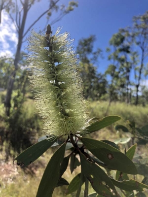 2021-05-07_bottlebrush-paperbark_Image4