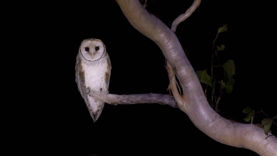 2021-09-31_northern-masked-owl