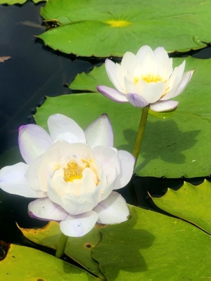23-08-05_WATER LILLIES_closeup