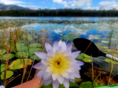 23-08-05_WATER LILLY_big lake