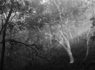 2018-08-03 trees-mist-BW 3125