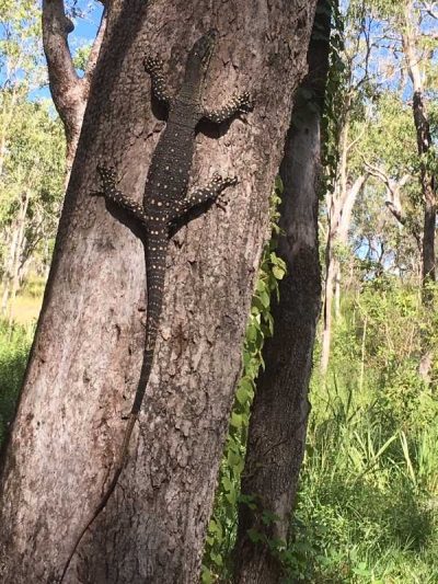 C02 20180408 goanna