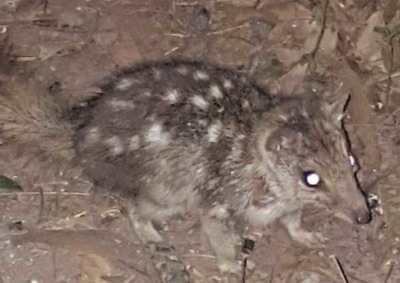 C05 20180713 quoll